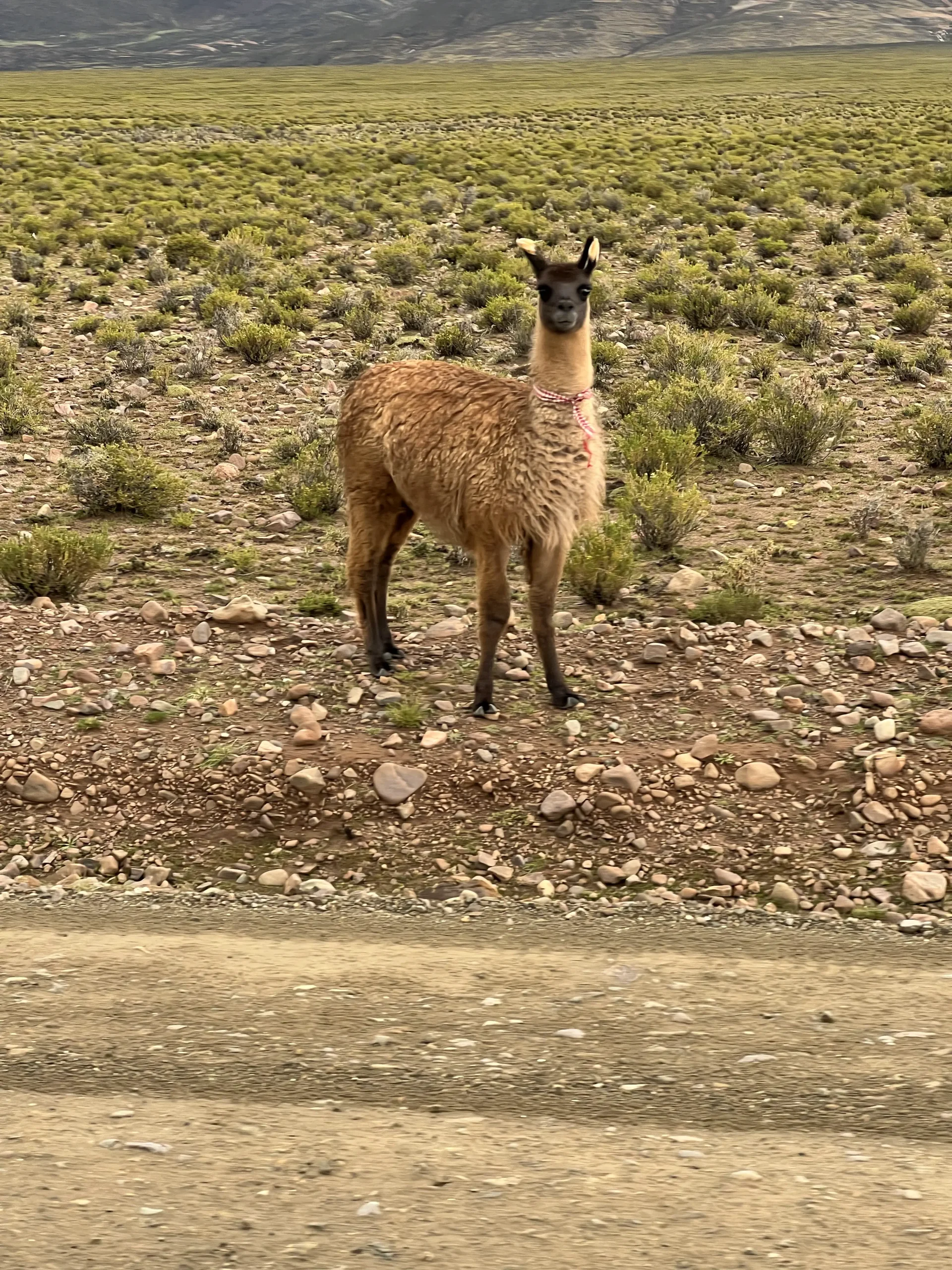 Excursion au départ d'Uyuni